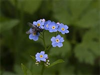 Myosotis palustris